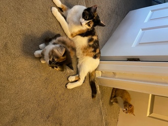 One beautiful ginger/white male and one mixed coloured female kittens for sale