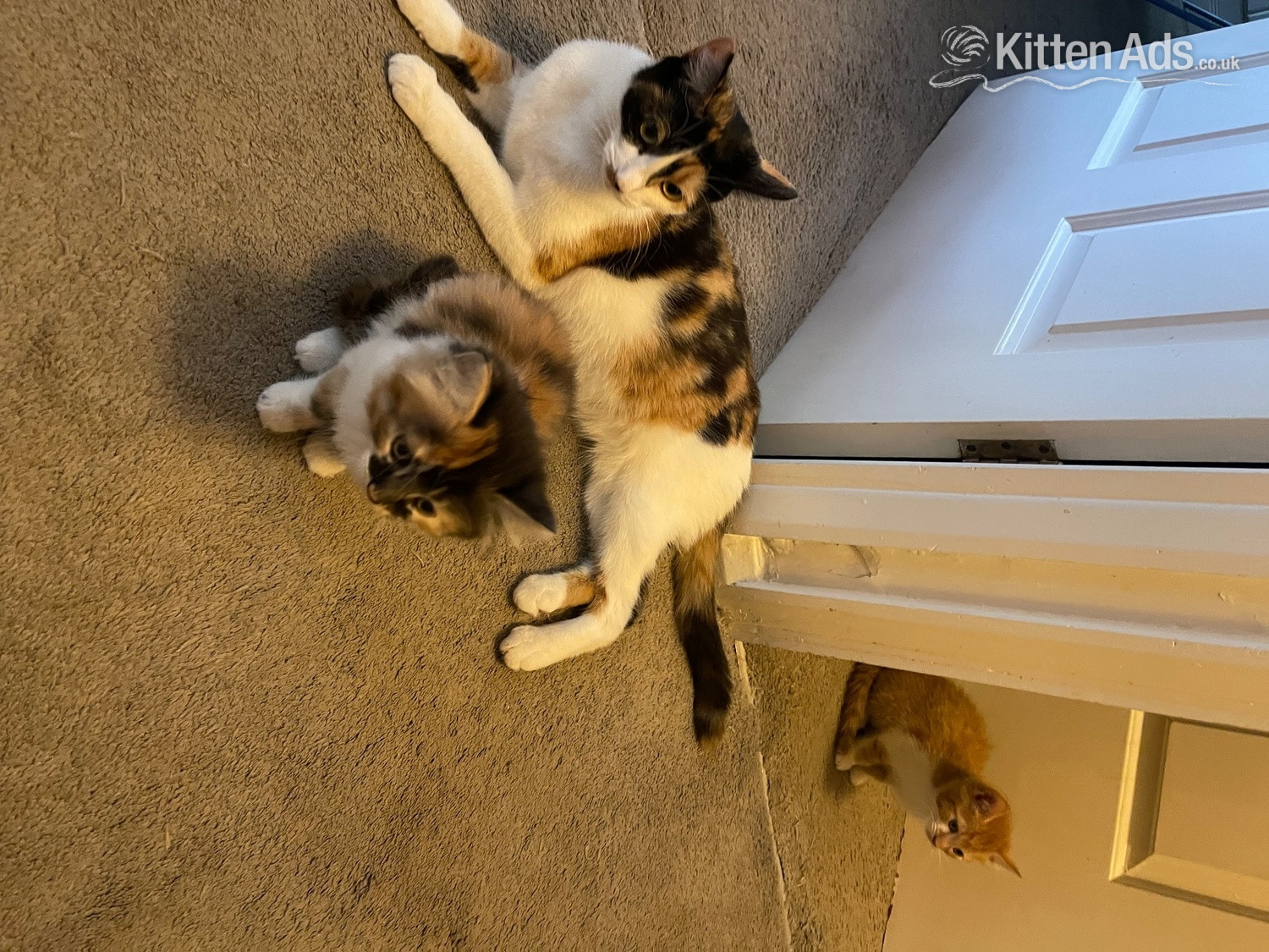 One beautiful ginger/white male and one mixed coloured female kittens for sale in {LOCATION}