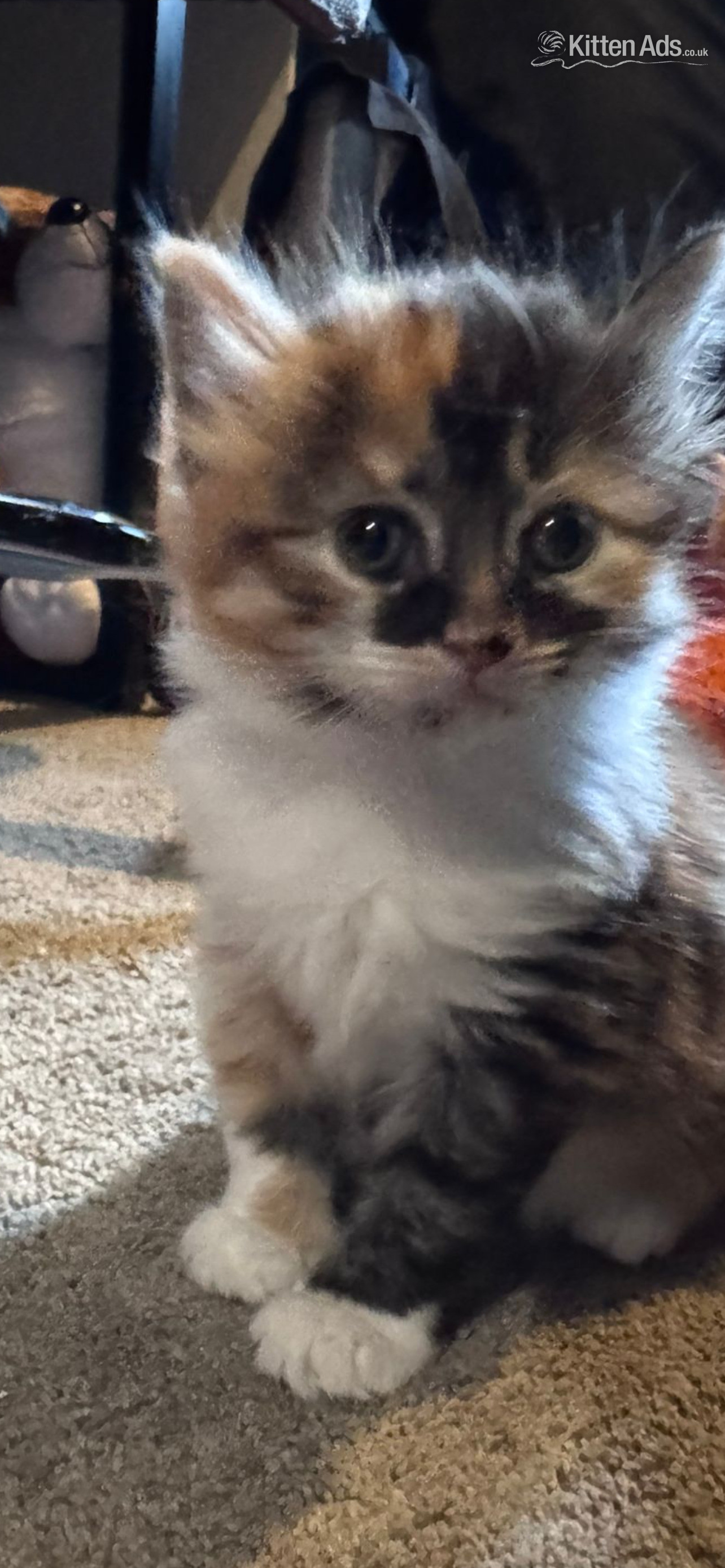  Cats and Kittens