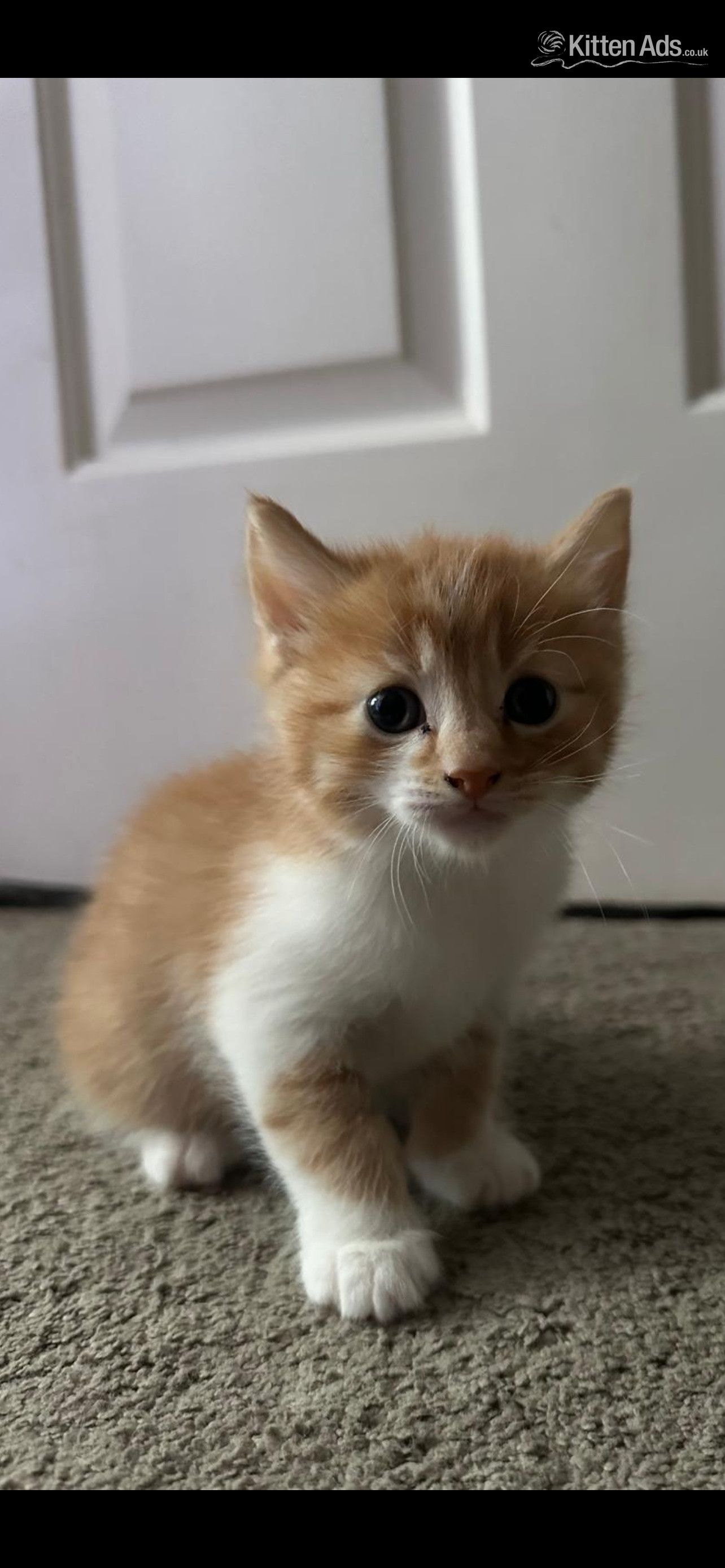  - One beautiful ginger/white male and one mixed coloured female kittens for sale