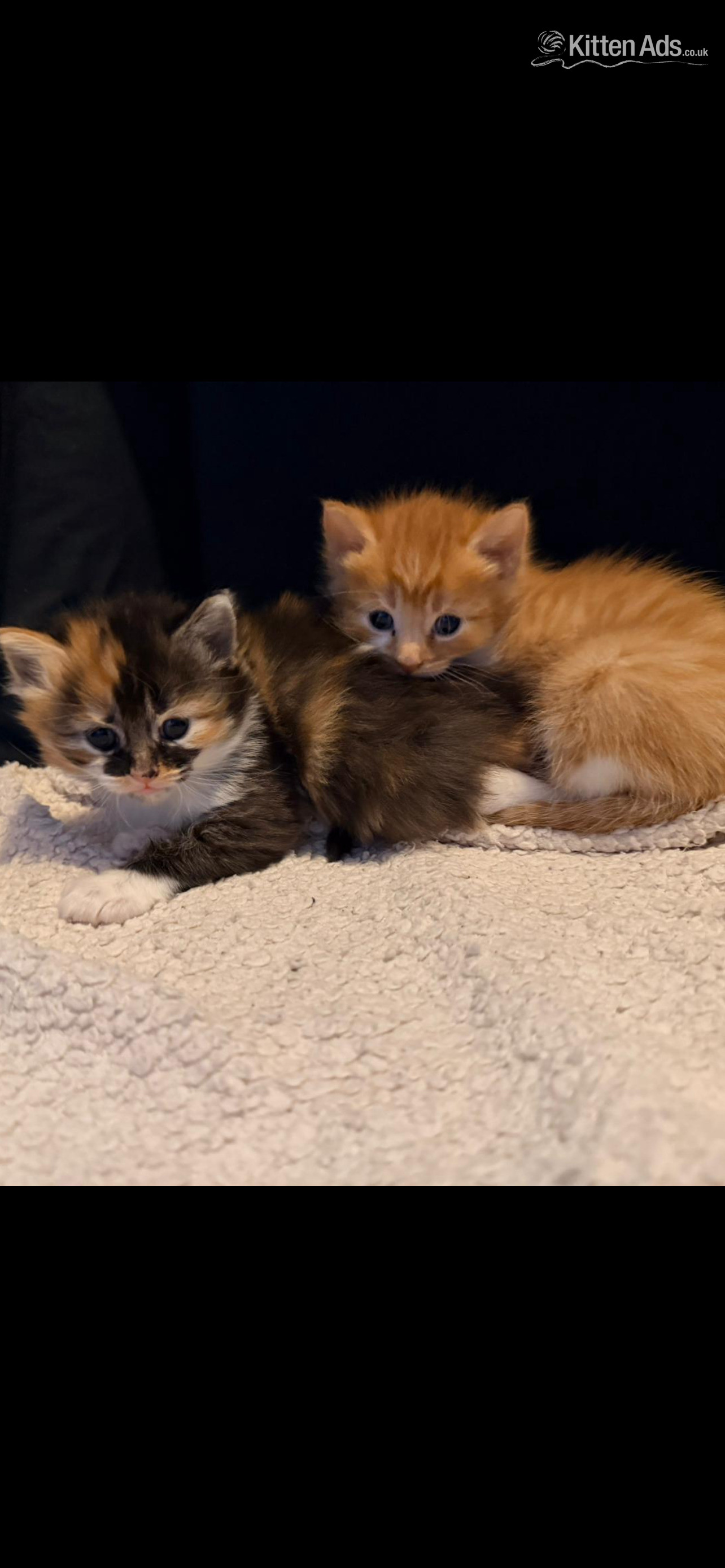 One beautiful ginger/white male and one mixed coloured female kittens for sale - 