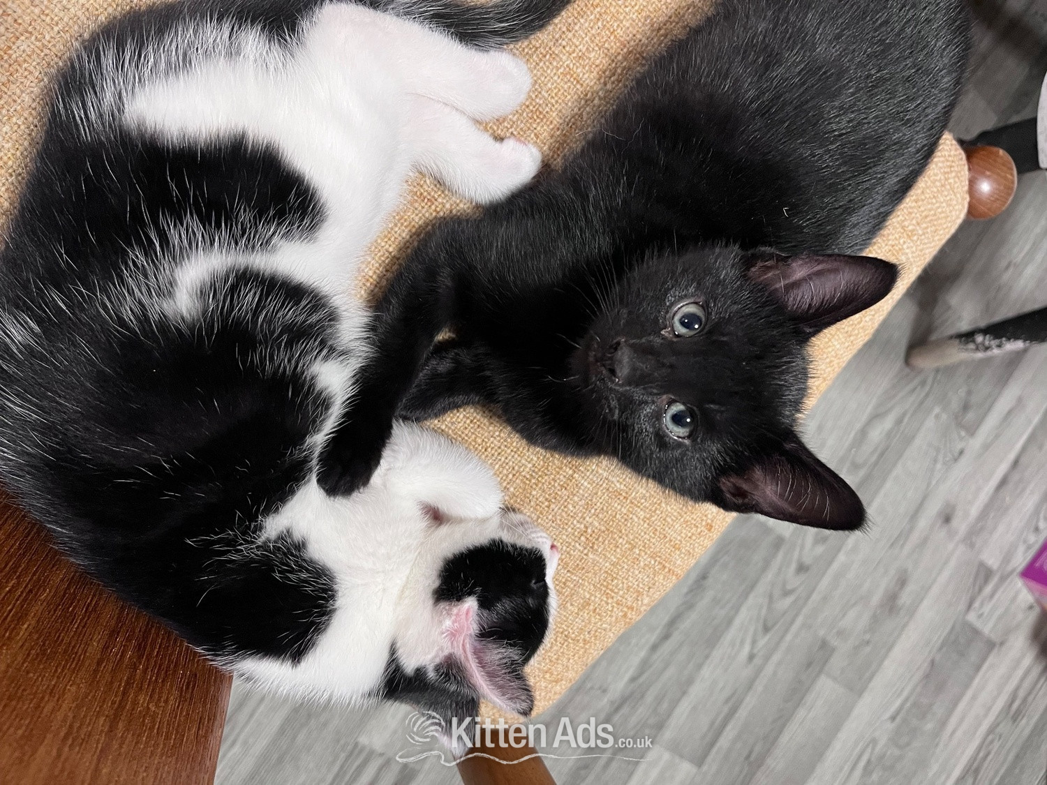 Kittens for sale!  in {LOCATION}