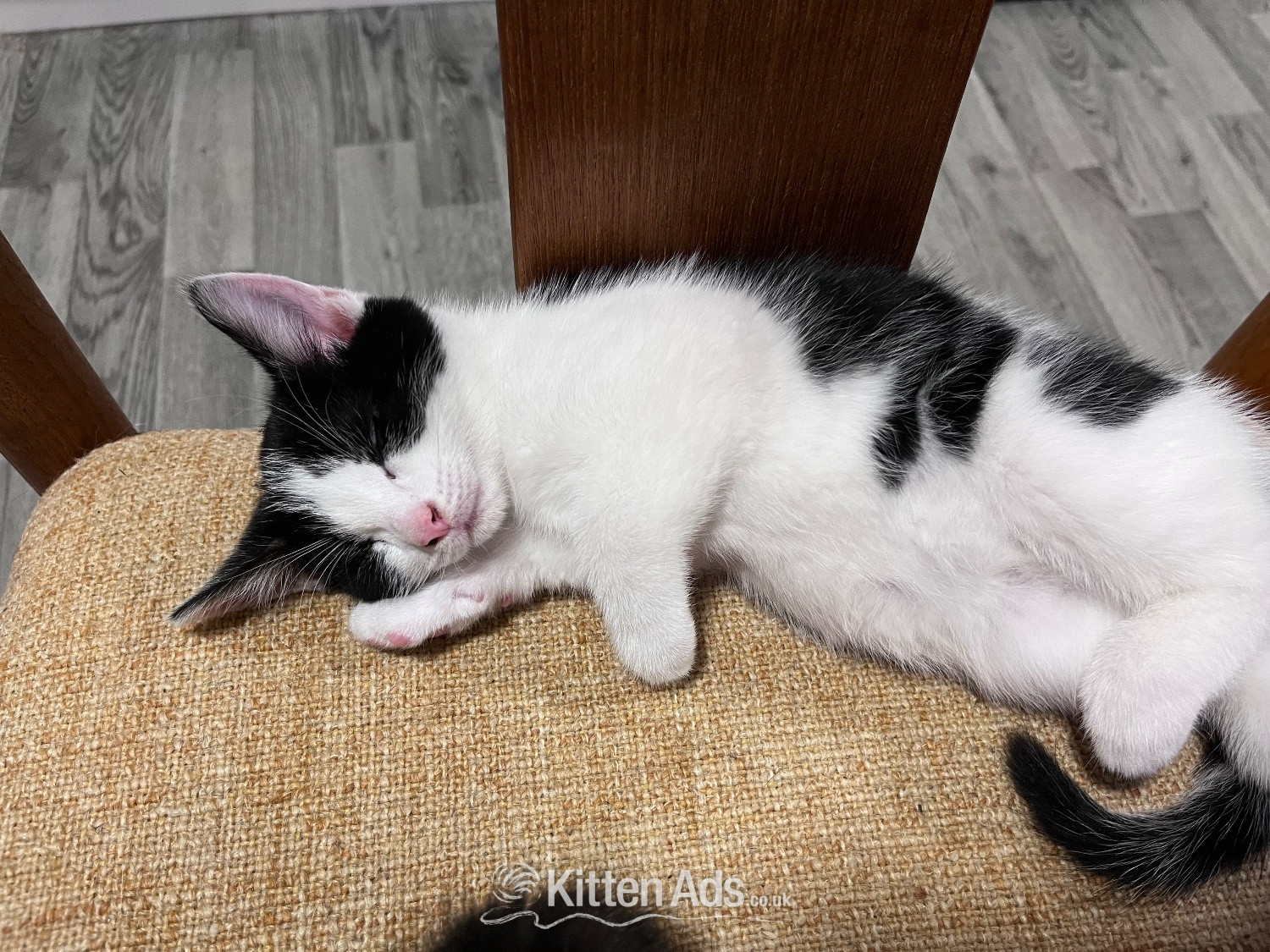 British Shorthair Cats and Kittens