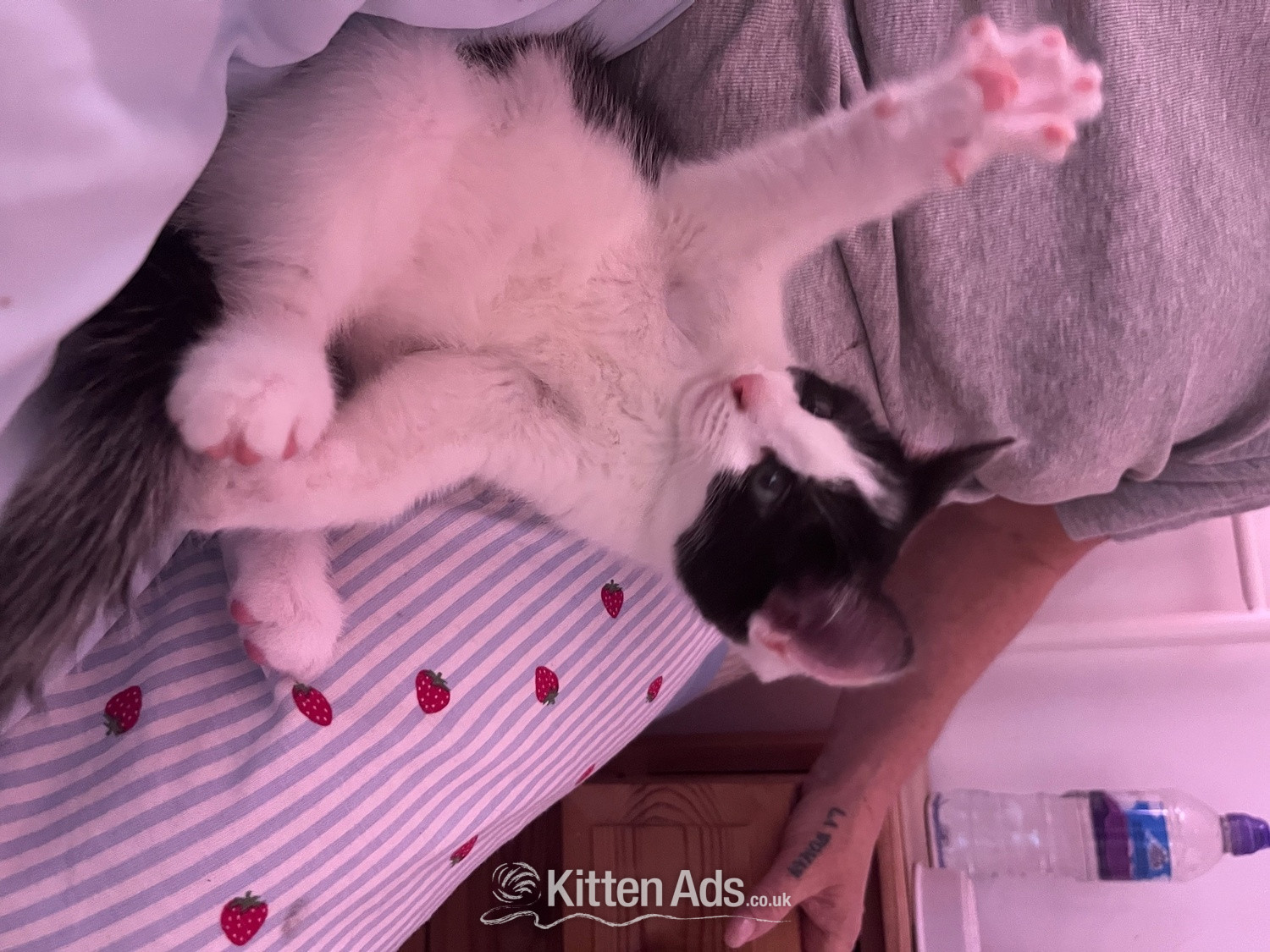 British Shorthair - Kittens for sale! 