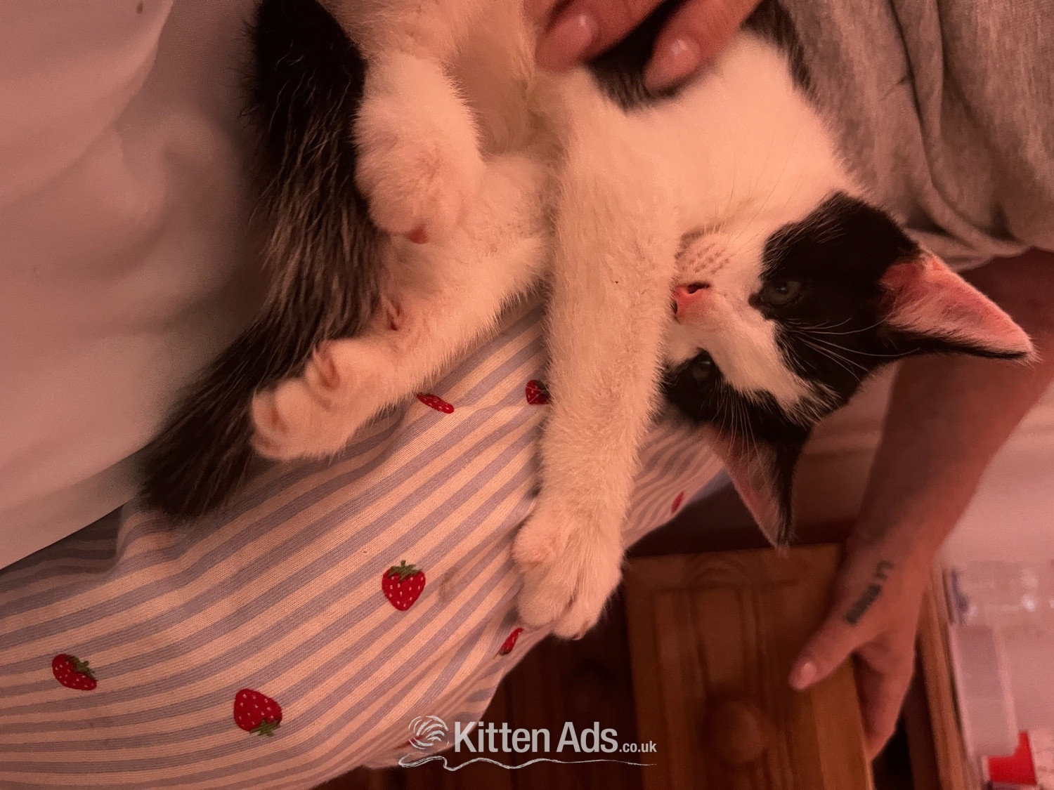 Kittens for sale!  - British Shorthair