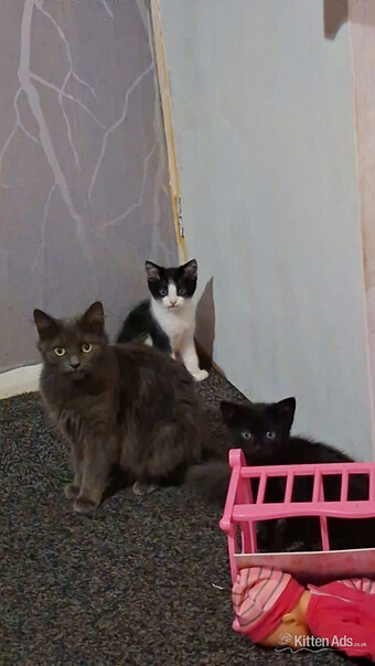 2 kittens for sale 