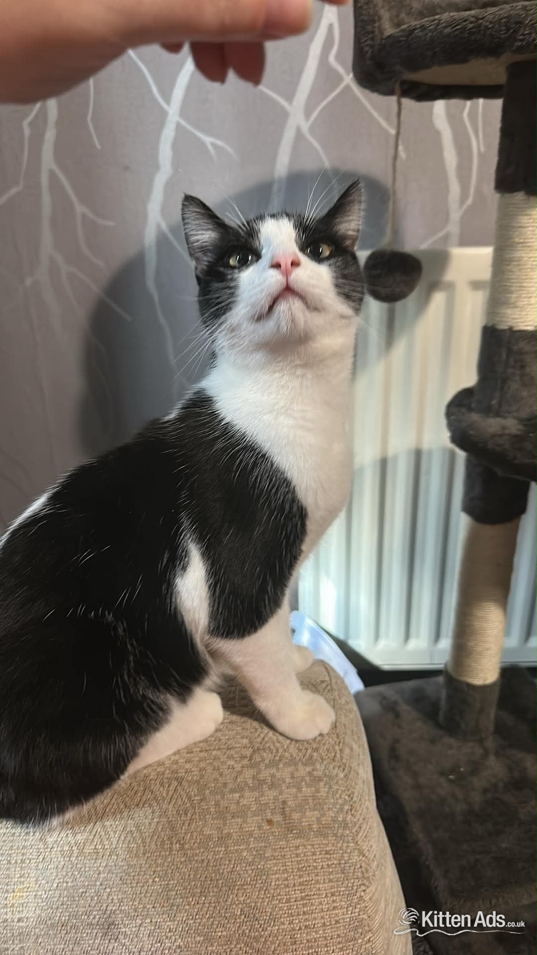  Cats and Kittens