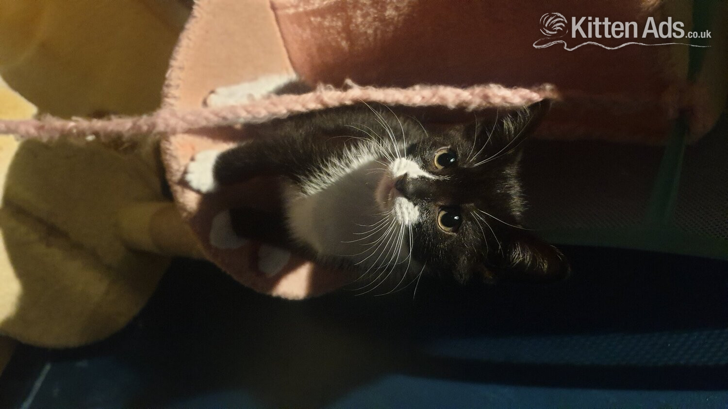 5 little kittens ready for sale ASAP! in {LOCATION}
