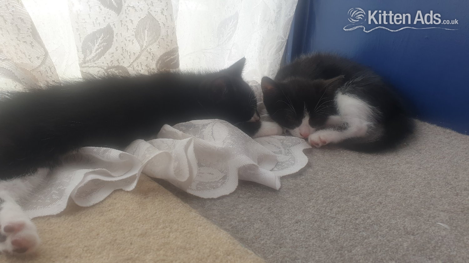  - 5 little kittens ready for sale ASAP!