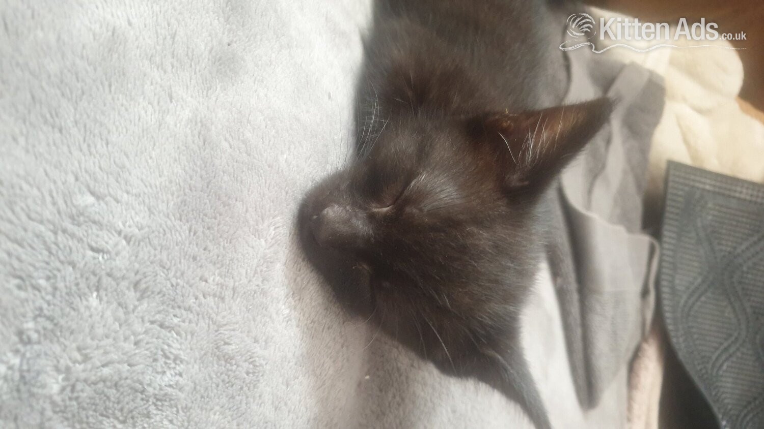 5 little kittens ready for sale ASAP! - 