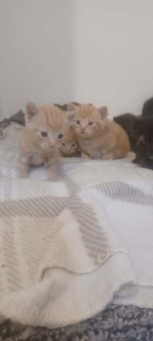 Kittens 4 weeks old 