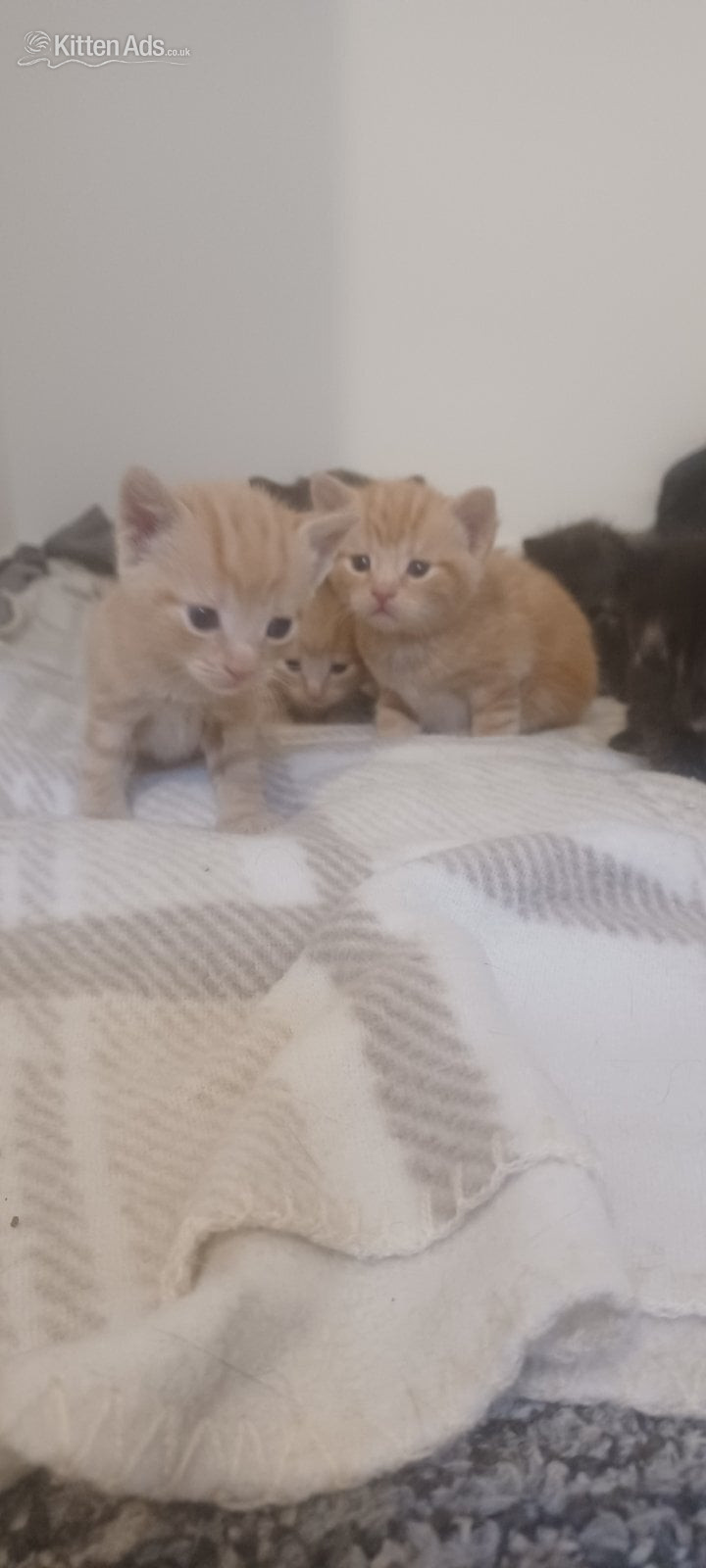 Kittens 4 weeks old  in {LOCATION}