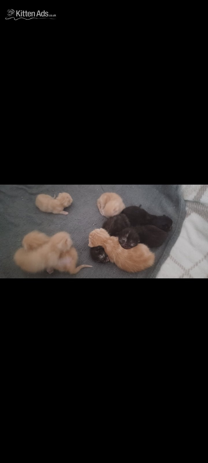 Bengal Cats and Kittens