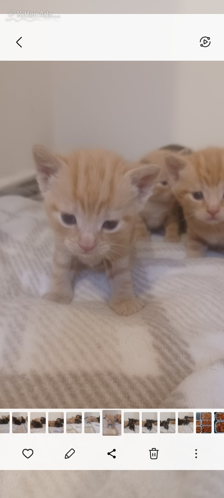 Bengal - Kittens 4 weeks old 