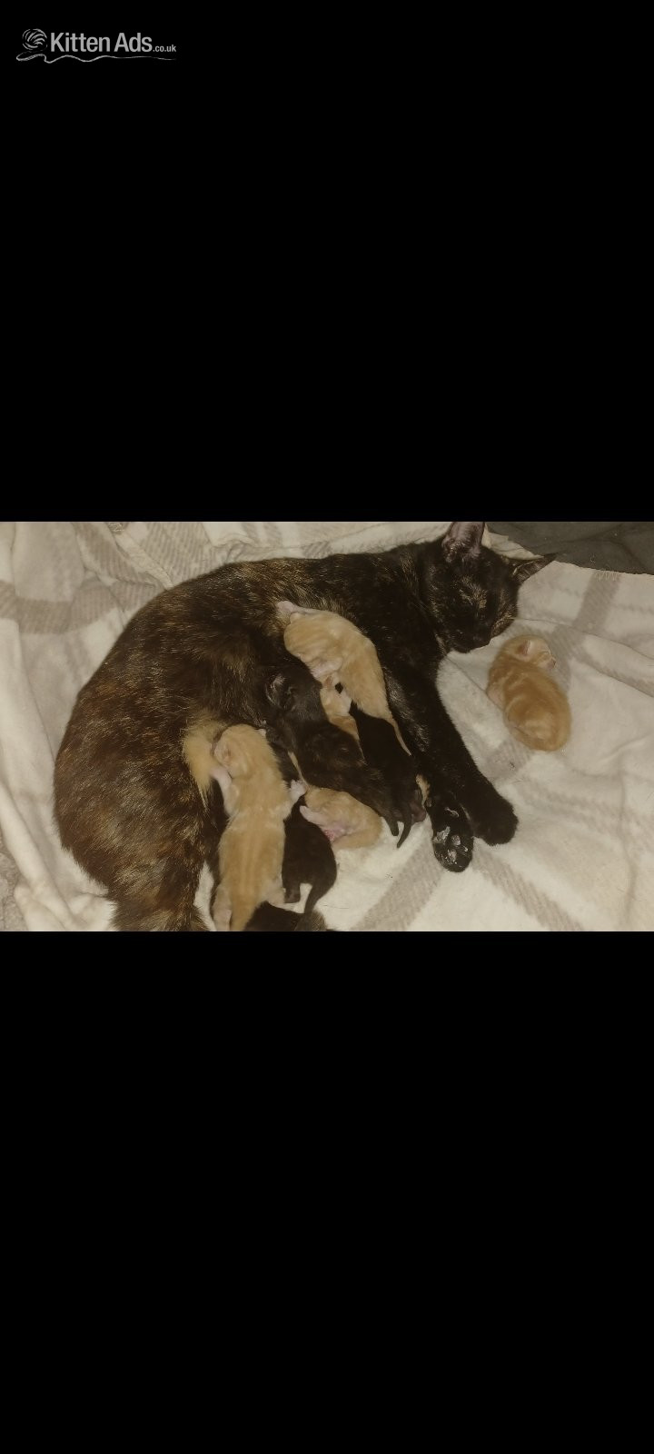 Kittens 4 weeks old  - Bengal