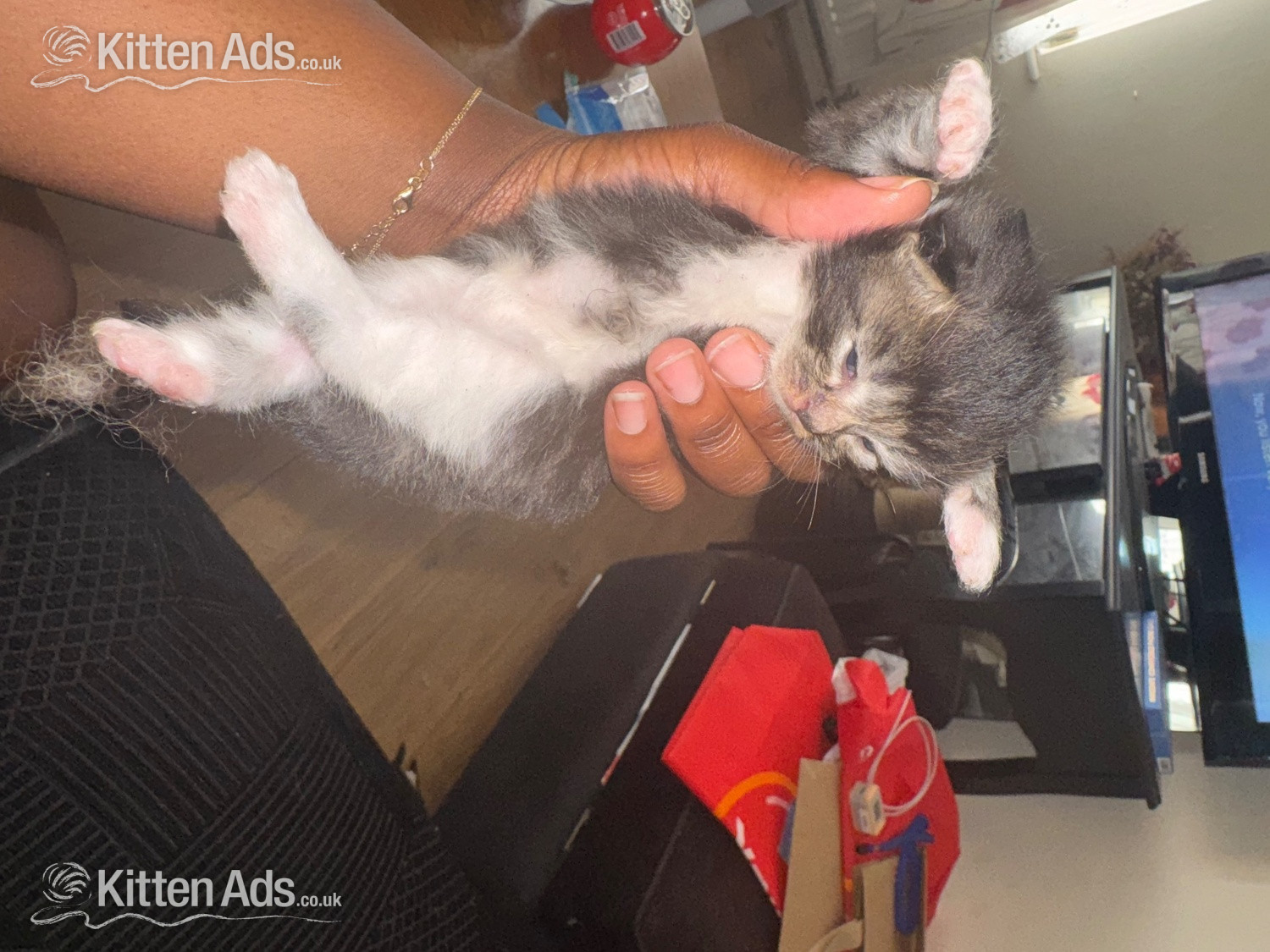 Longhair tabby kittens  in {LOCATION}