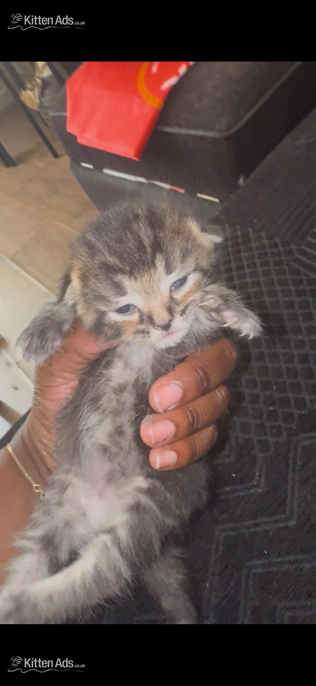  Cats and Kittens