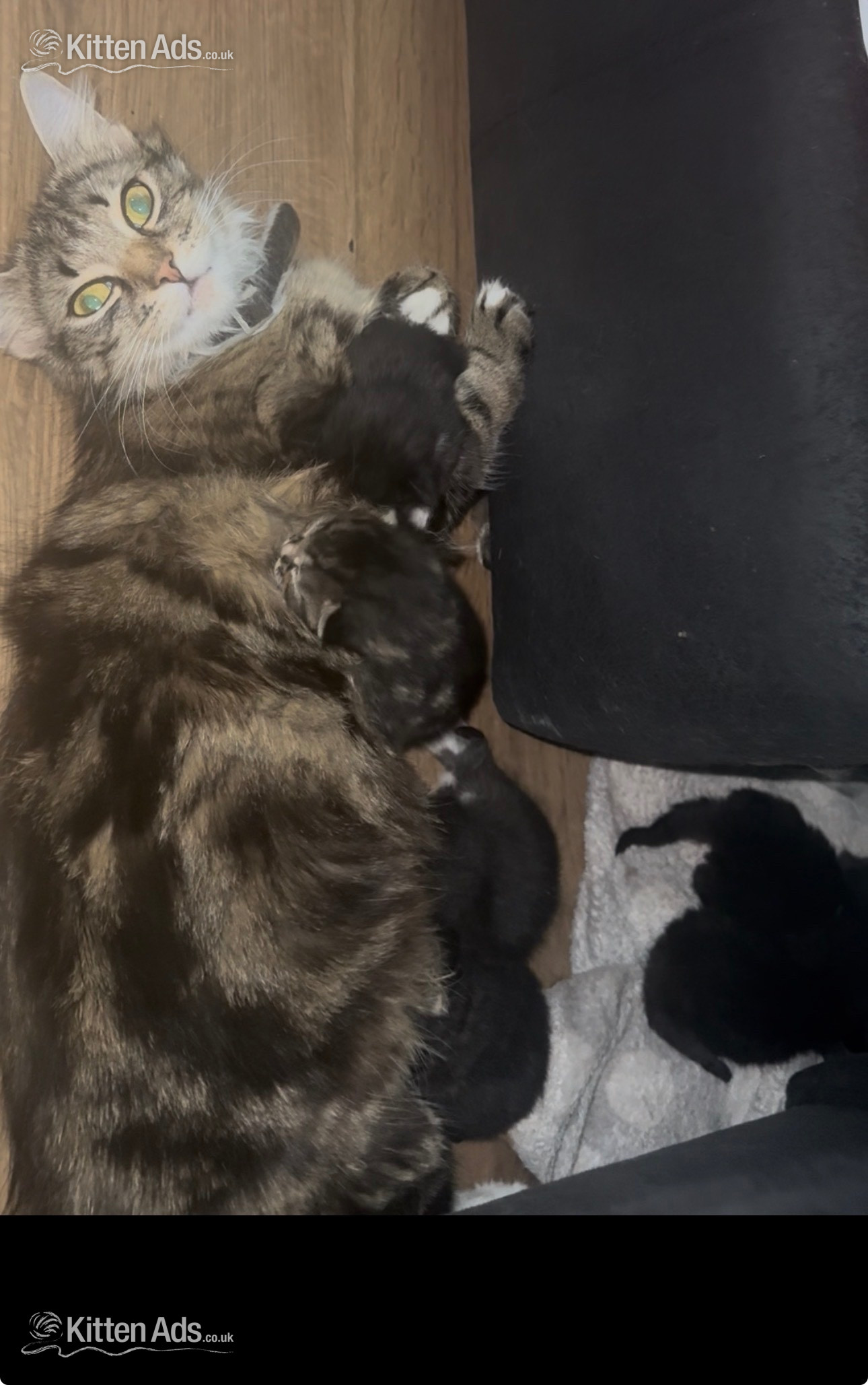 - Longhair tabby kittens 