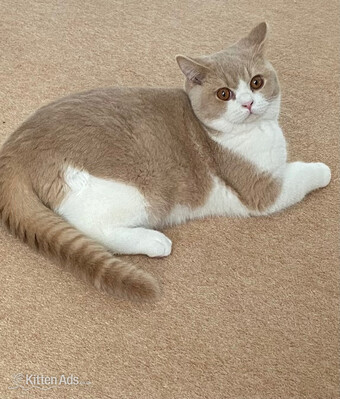 British Shorthaired Kittens available 