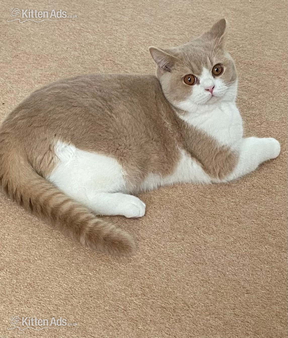British Shorthaired Kittens available  in {LOCATION}