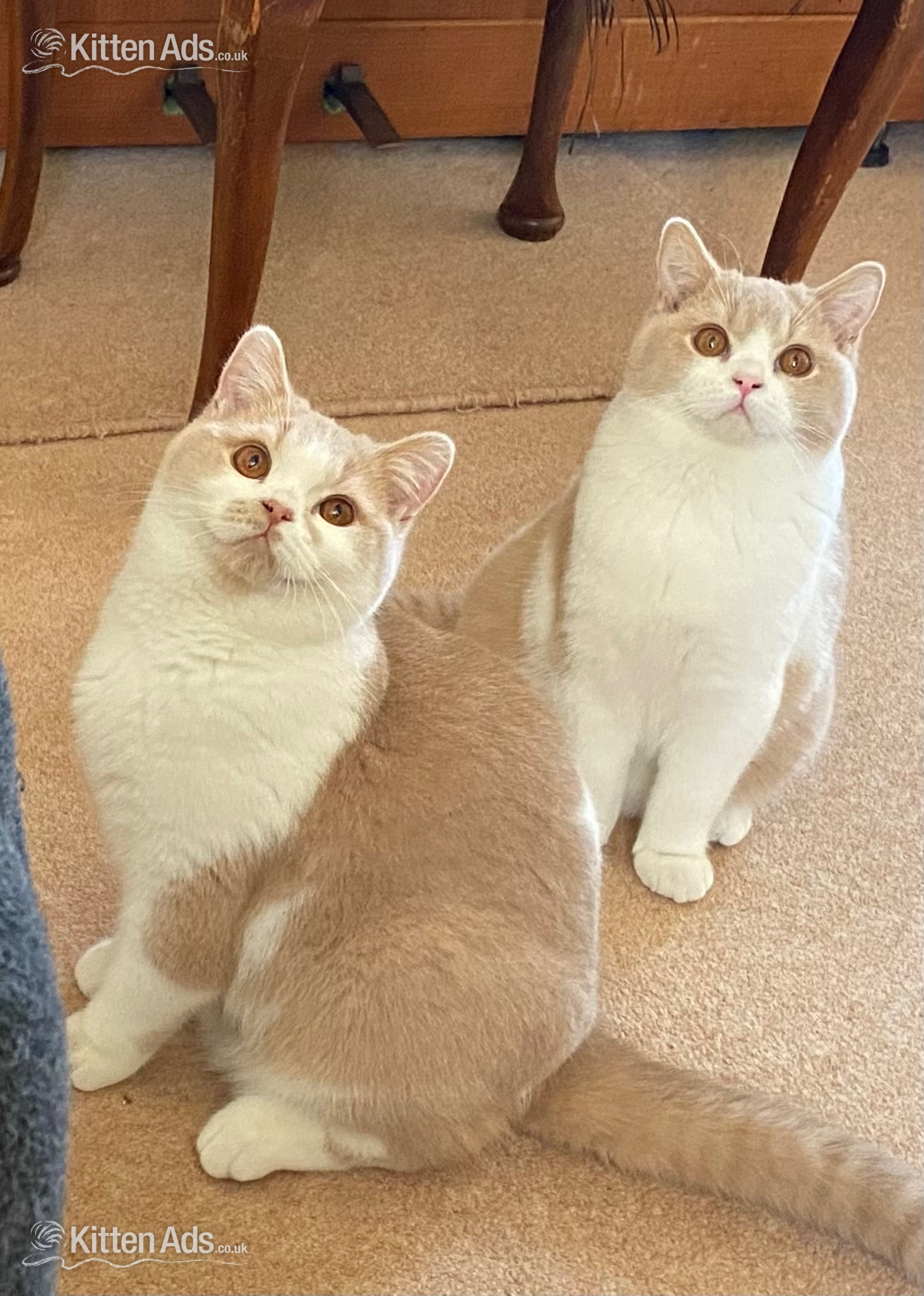  Cats and Kittens