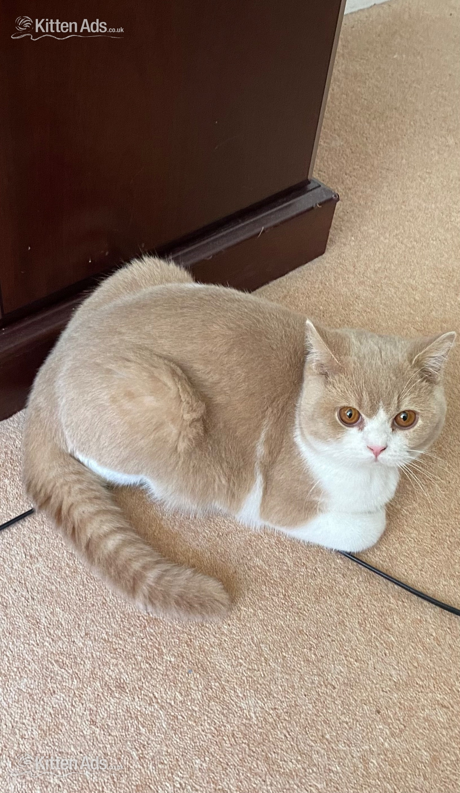  - British Shorthaired Kittens available 