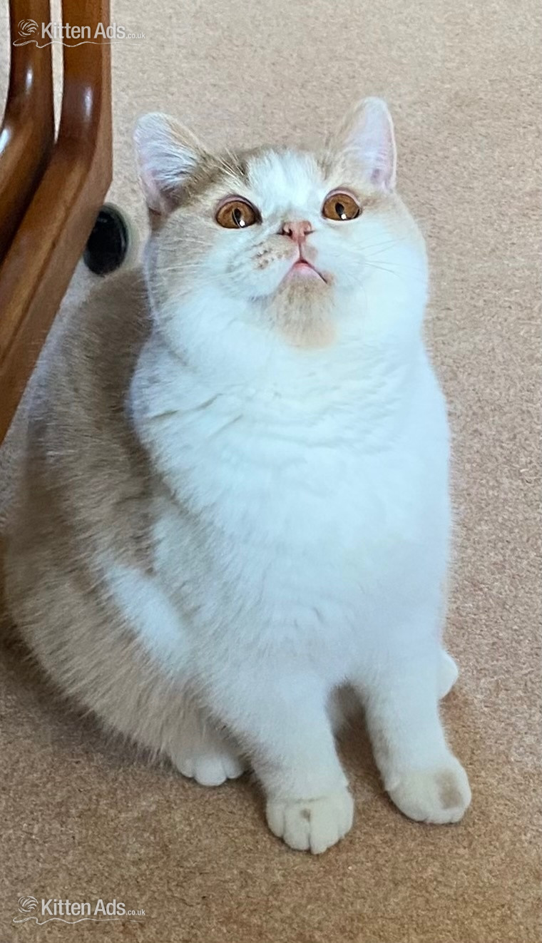 British Shorthaired Kittens available  - 