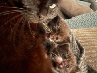 2 beautiful female kittens 
