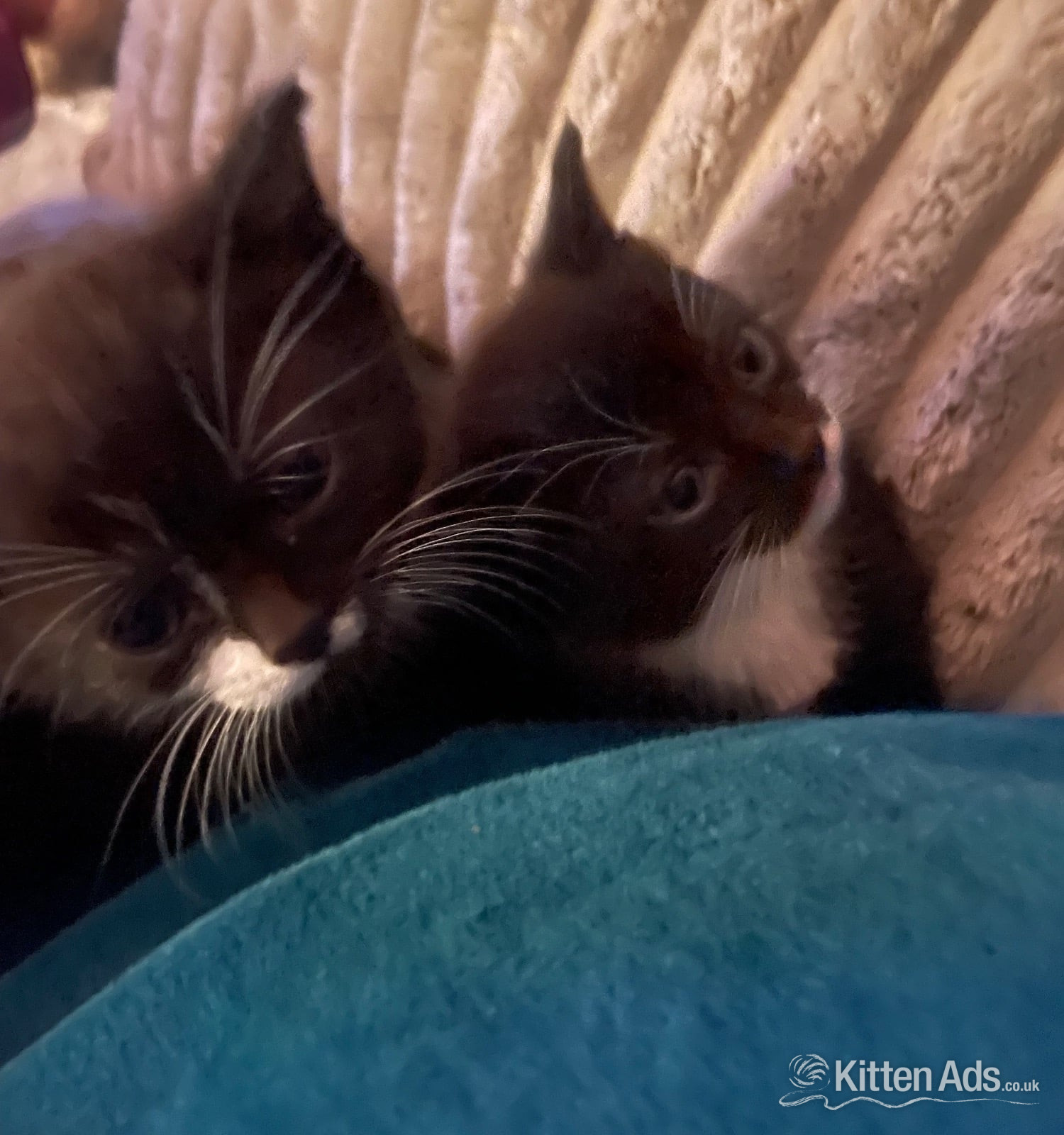 2 beautiful female kittens  in {LOCATION}