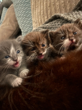 3 beautiful female kittens 