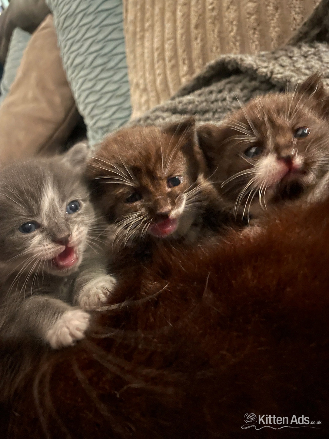 3 beautiful female kittens  in {LOCATION}