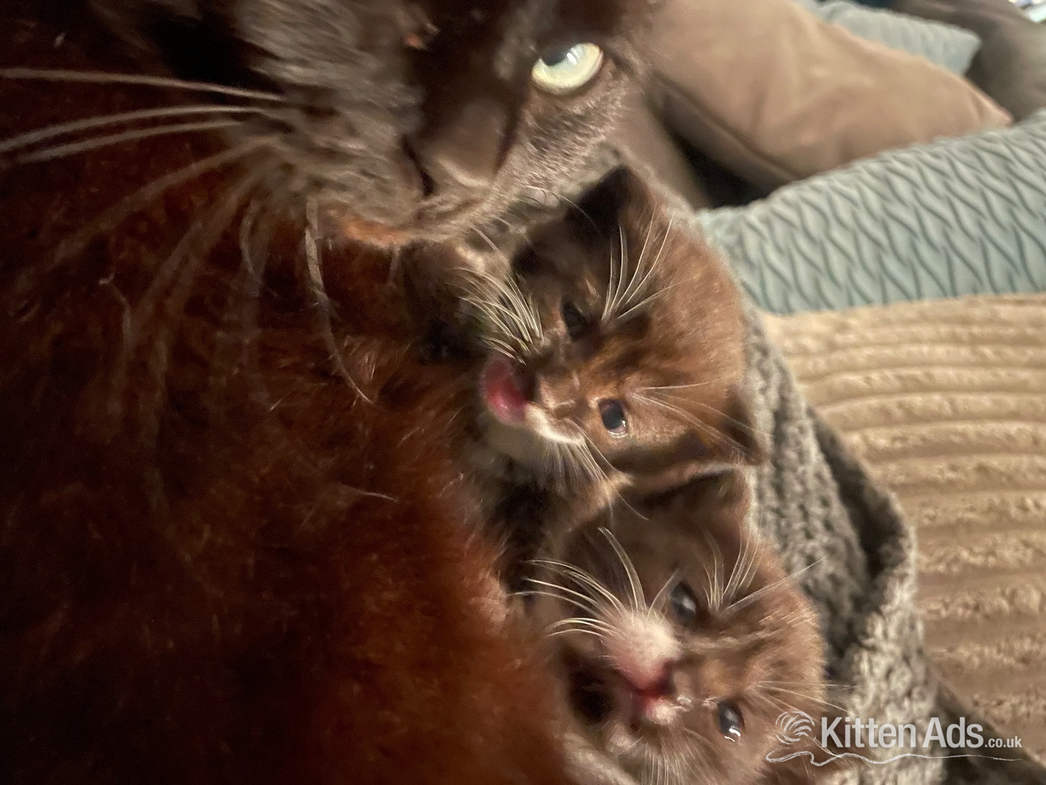  Cats and Kittens