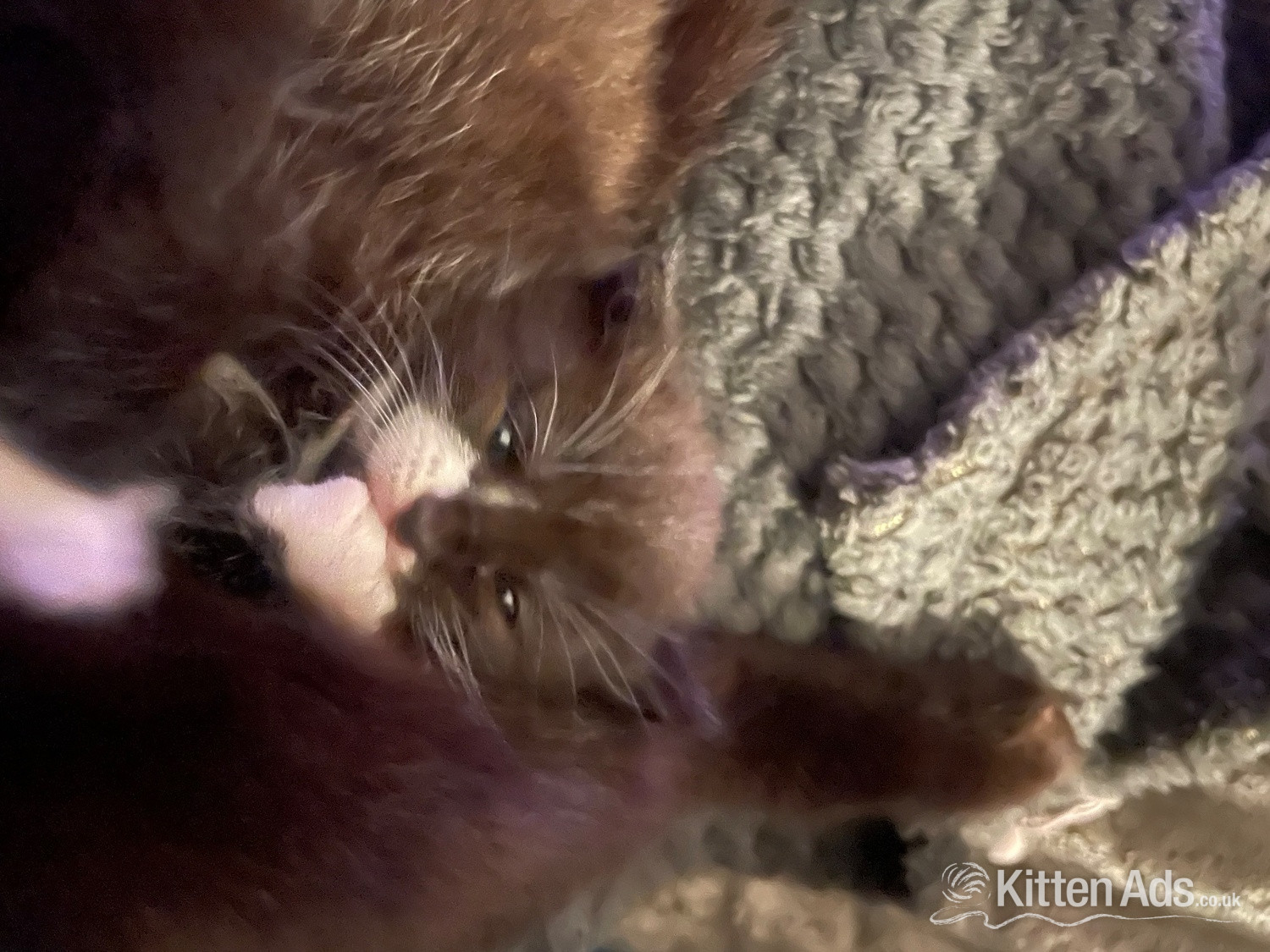  Cats and Kittens