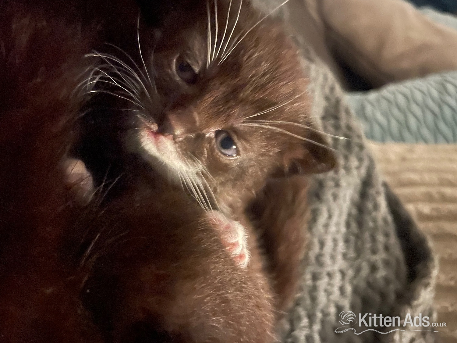  - 3 beautiful female kittens 