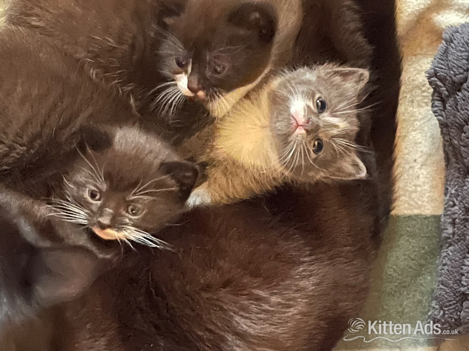 3 beautiful female kittens  - 