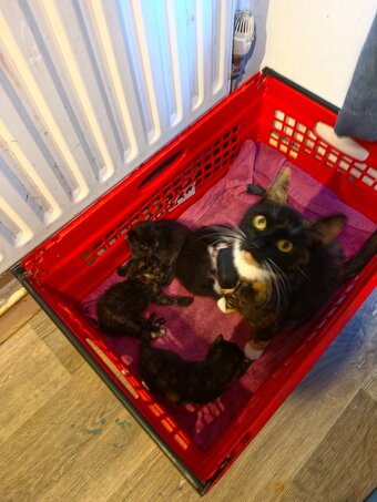 2 female kittens for sale