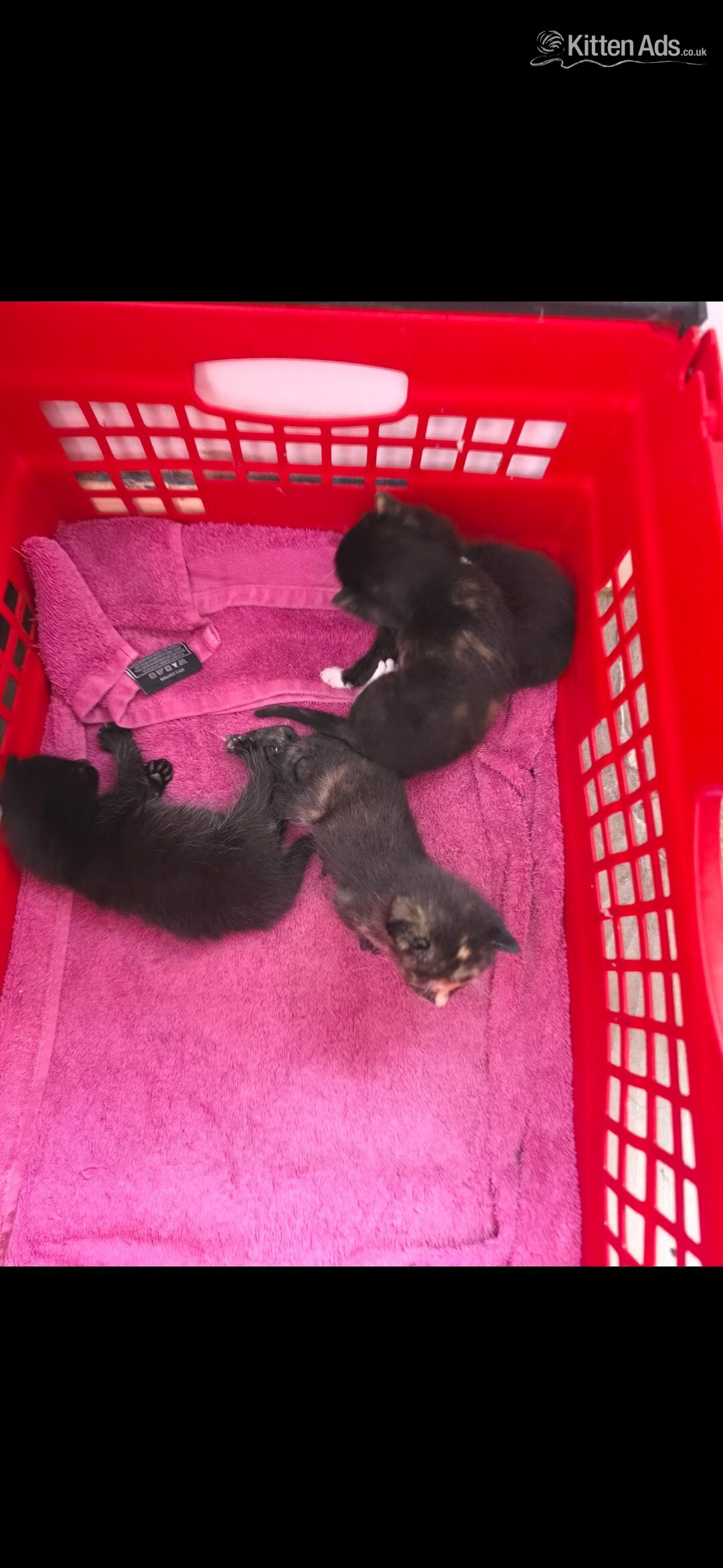 British Shorthair - 2 female kittens for sale