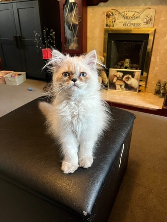 Ready Now Gorgeous blue eyed Himalayan cutie (M)
