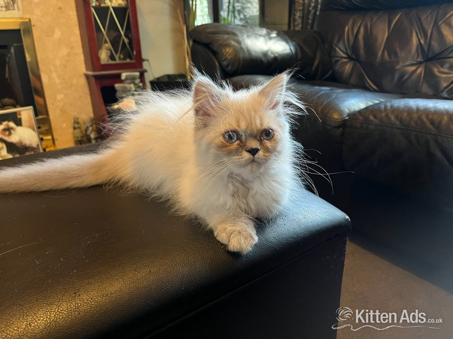 Persian Cats and Kittens