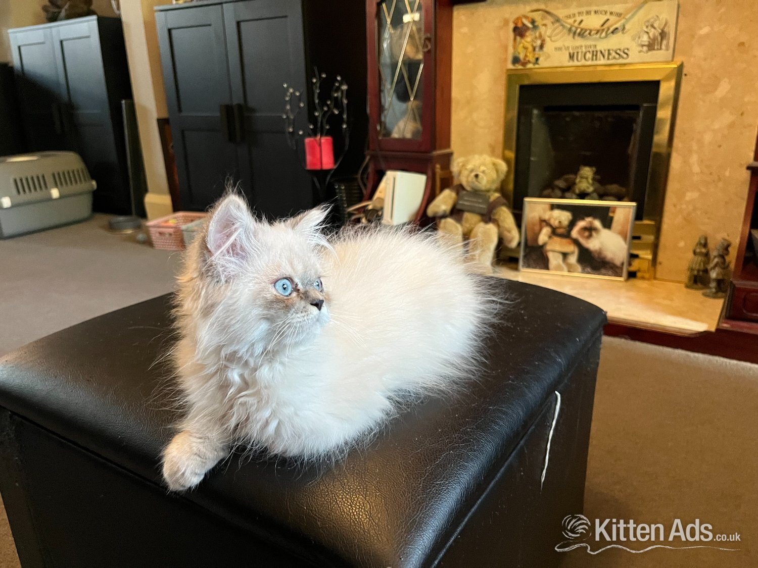 Persian - Ready Now Gorgeous blue eyed Himalayan cutie (M)