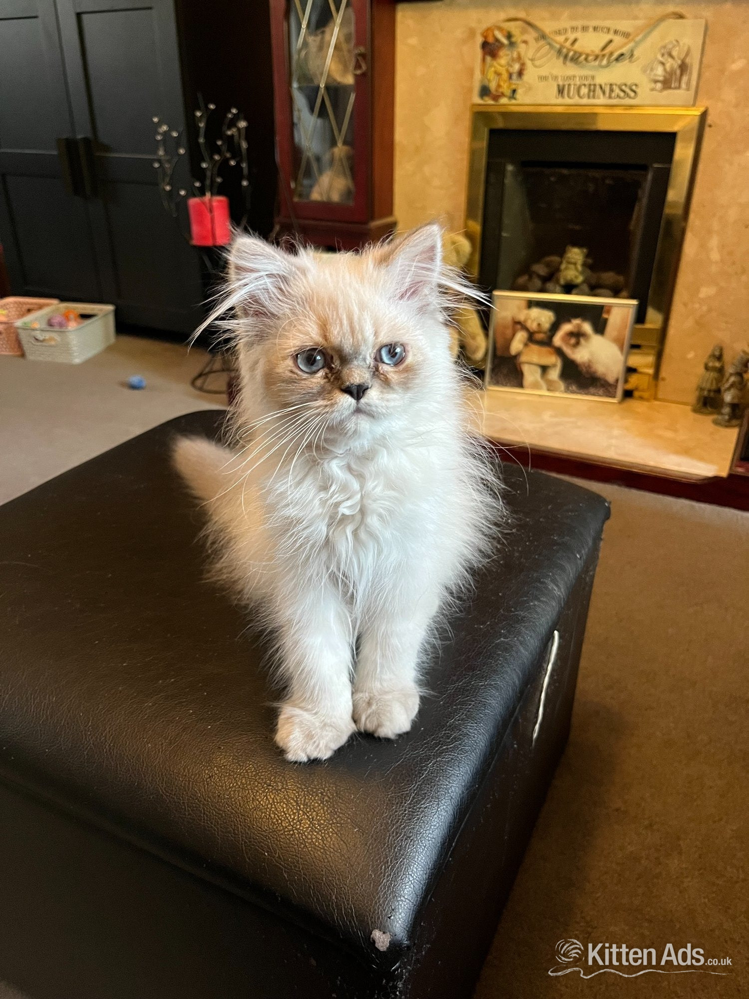 Ready Now Gorgeous blue eyed Himalayan cutie (M) - Persian