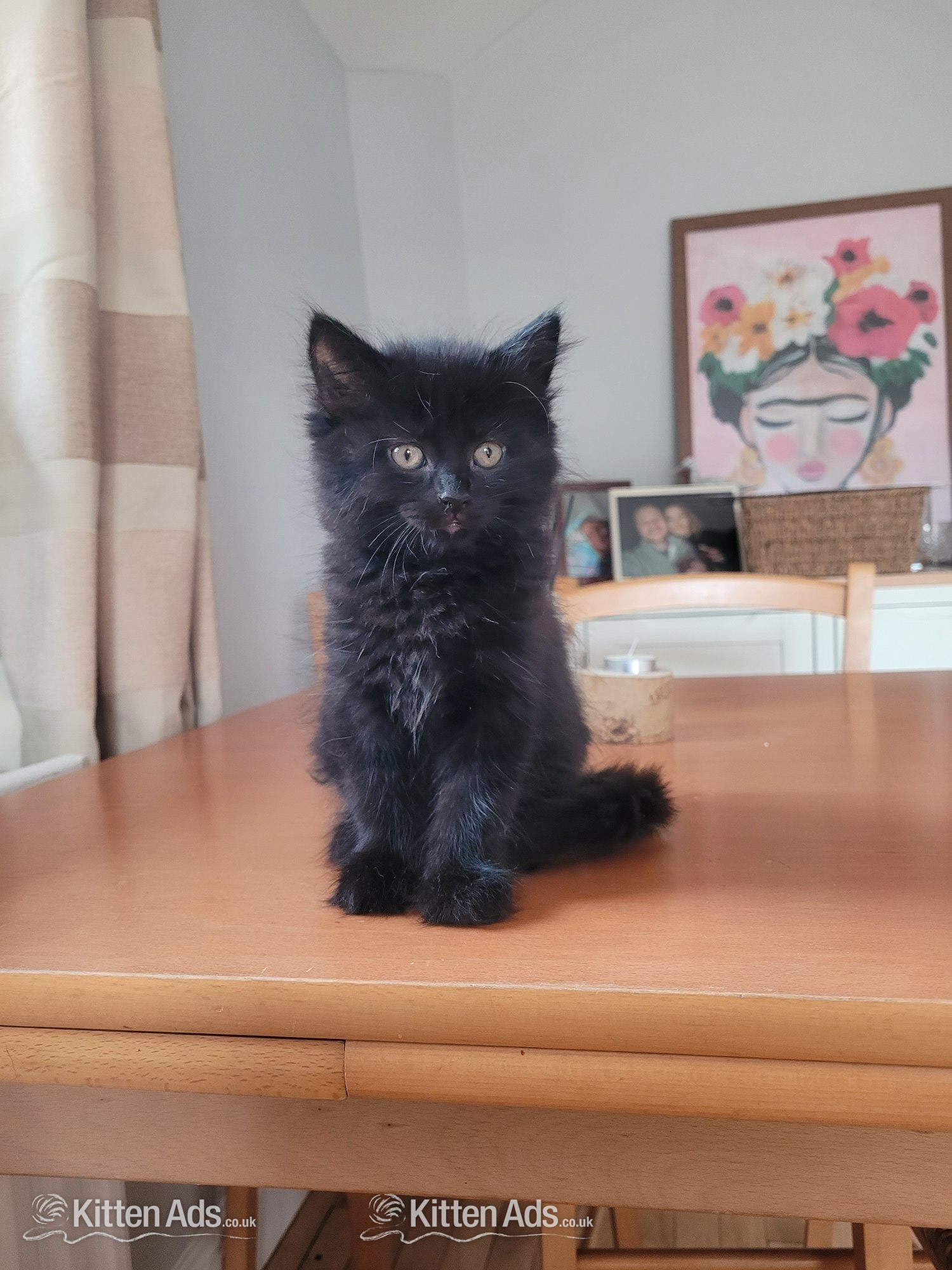 Kitten for sale  in {LOCATION}