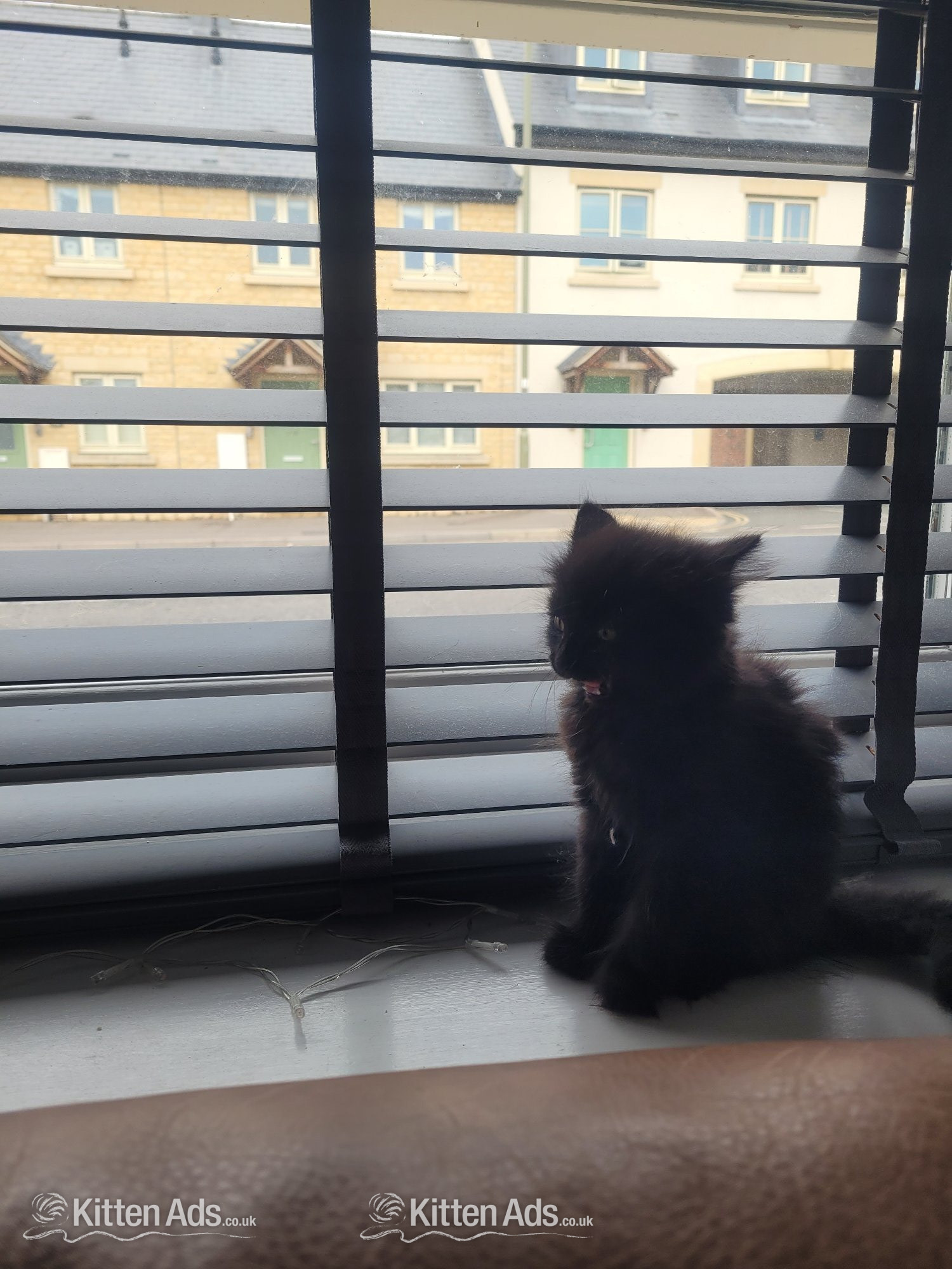  - Kitten for sale 