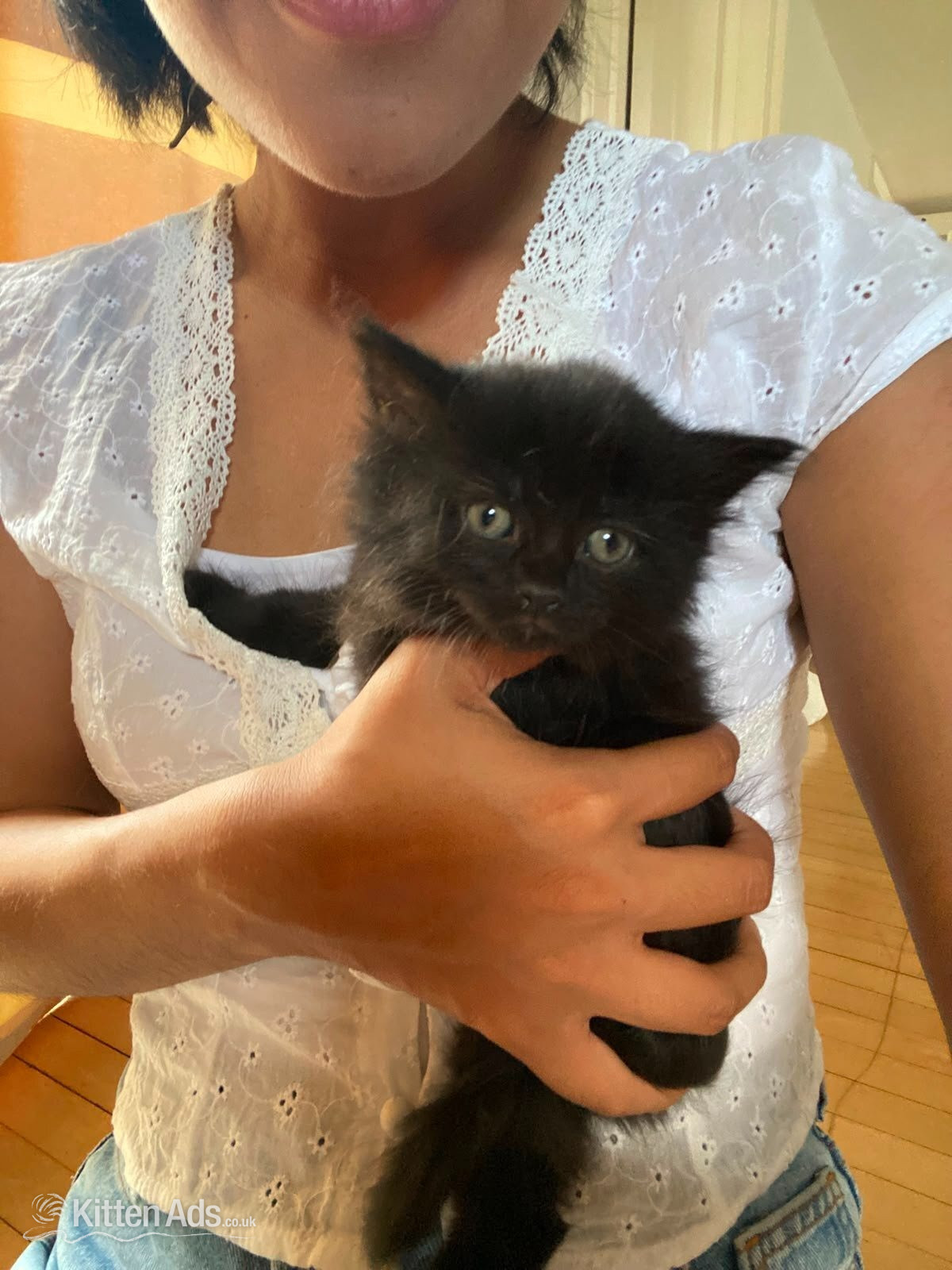 Kitten for sale  - 