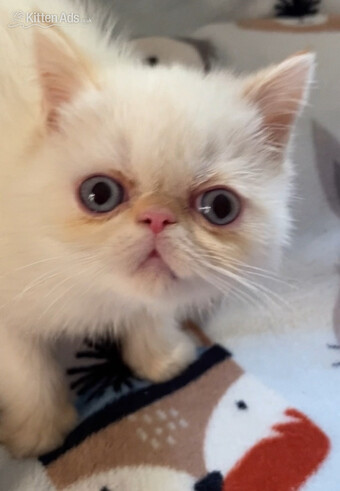 GCCF Registered Exotic Colour Point Kittens