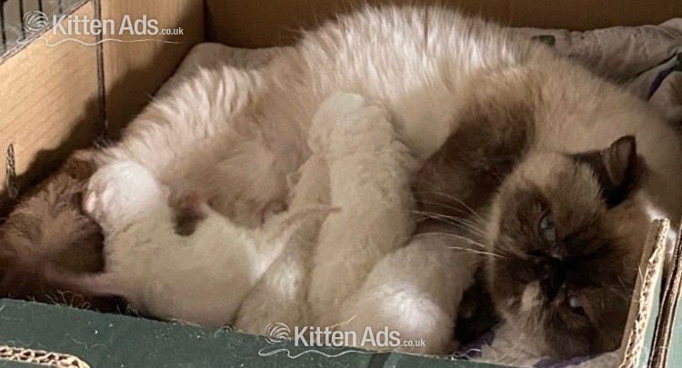  Cats and Kittens