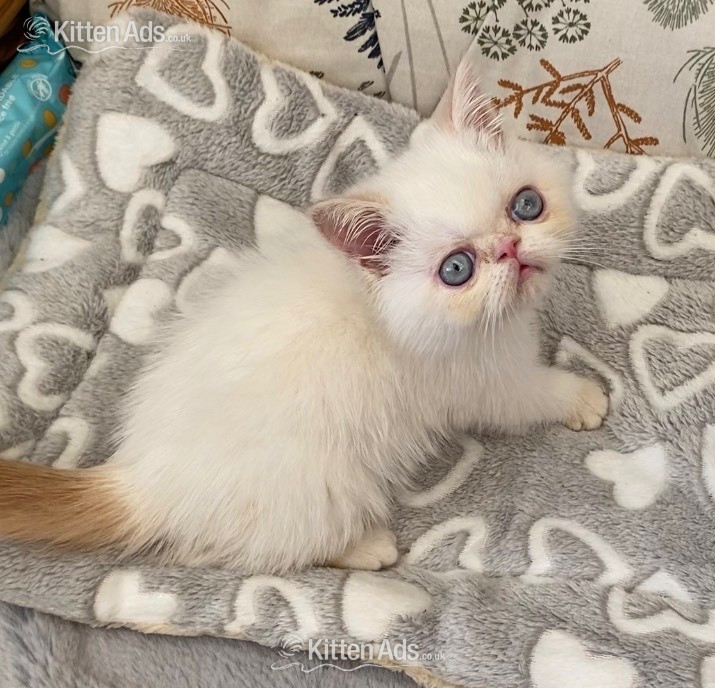 GCCF Registered Exotic Colour Point Kittens - 