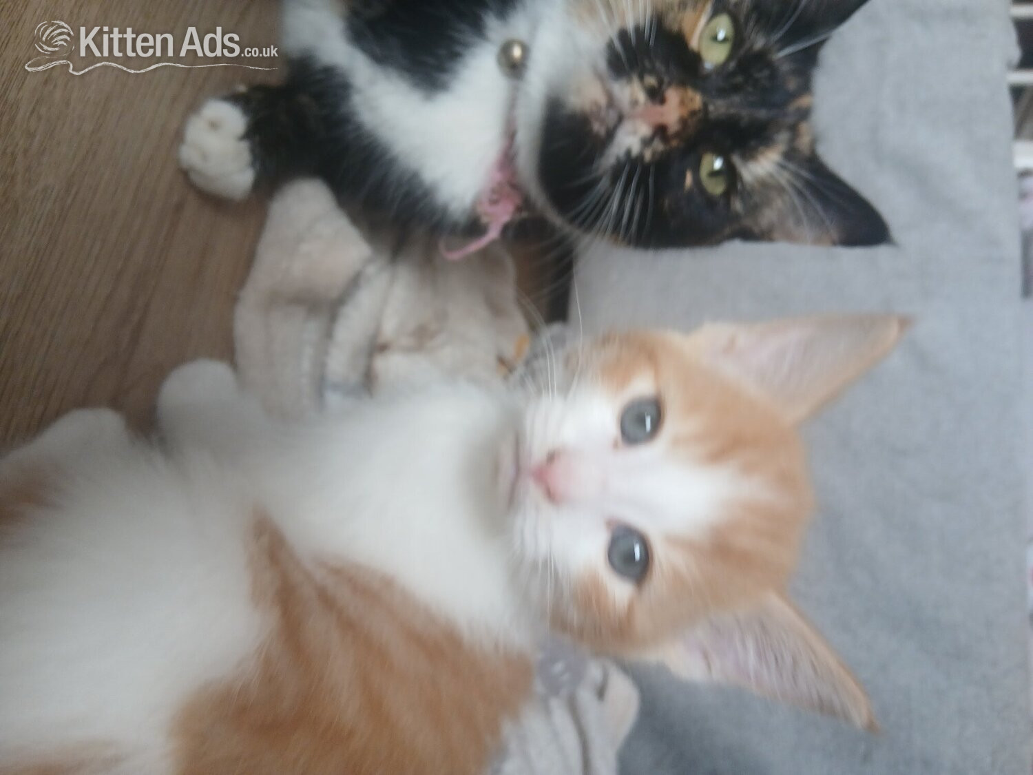 5 kittens mixed colours ready to go in {LOCATION}