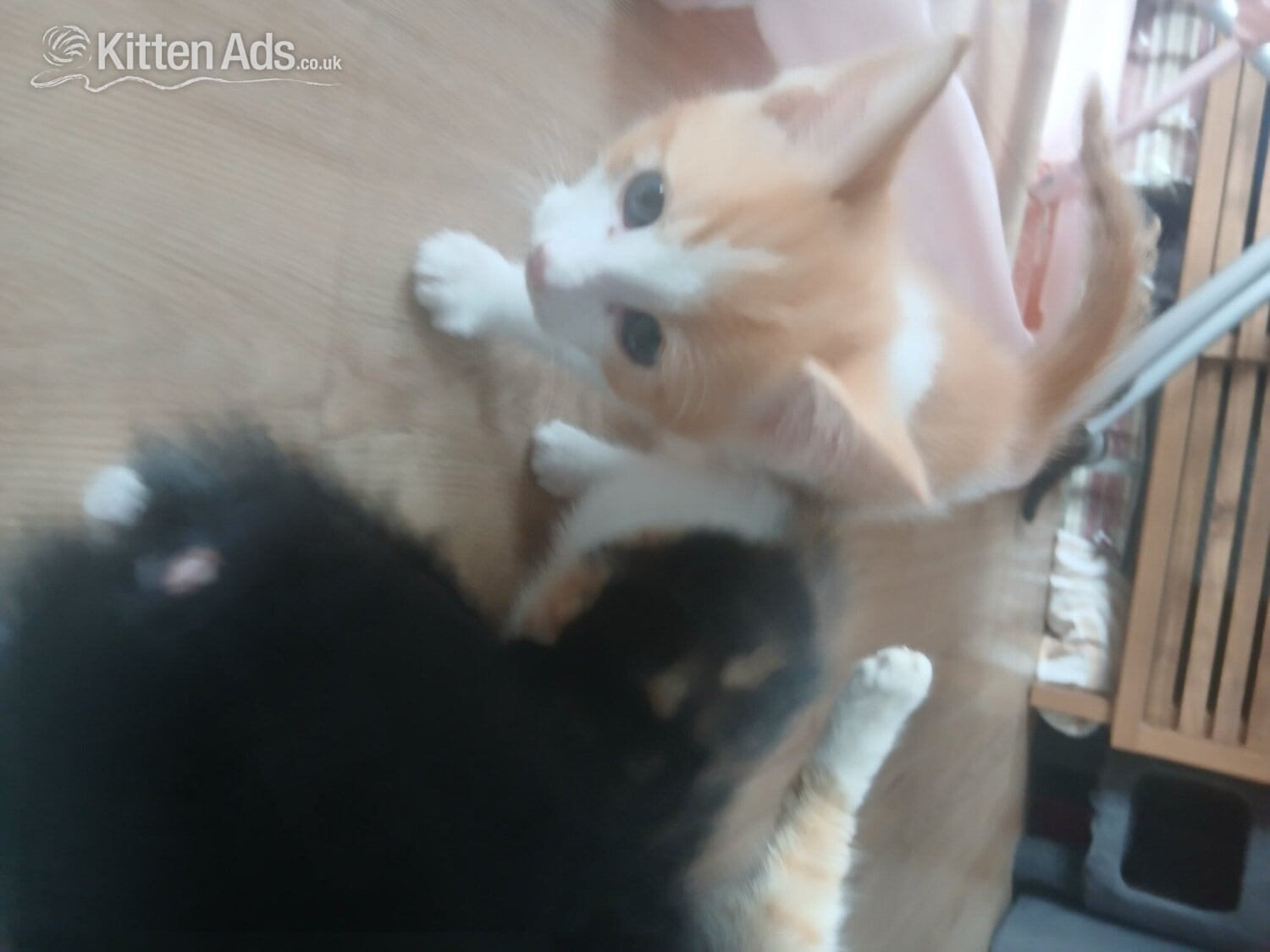 British Shorthair - 5 kittens mixed colours ready to go