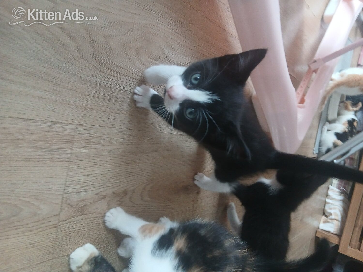 5 kittens mixed colours ready to go - British Shorthair